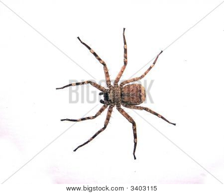 Spinne an der Wand