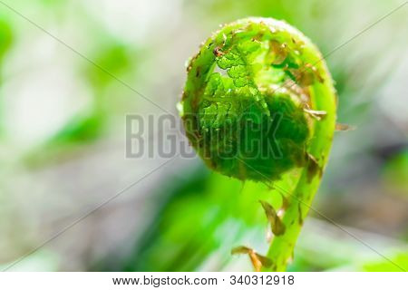 Unfolding Sprout Of Fern Closeup On A Blurred Background.