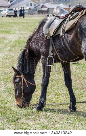 Grazing Saddled Workhorse Horse Of A Highlander.