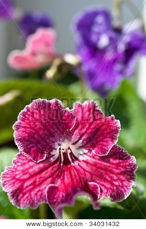 ดอกไม้สวย ๆ closeup Primrose เคป (streptocarpus)