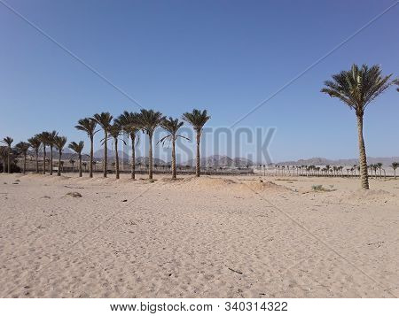 View Of The Desert In The Resort Of Sharm El Sheikh In Egyptian