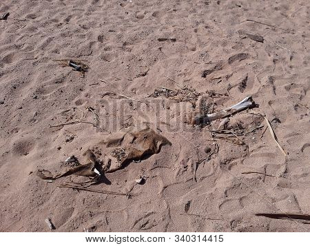 View Of The Desert In The Resort Of Sharm El Sheikh In Egyptian