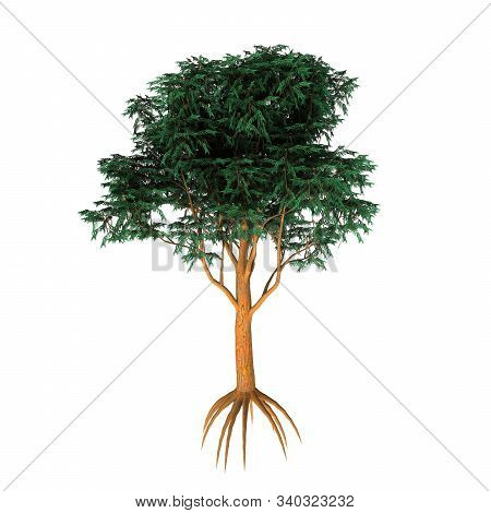Tasmania Blue Gum Tree 3d Illustration - Eucalyptus Globulus Is Evergreen Broad Leaf Tree That Is Na