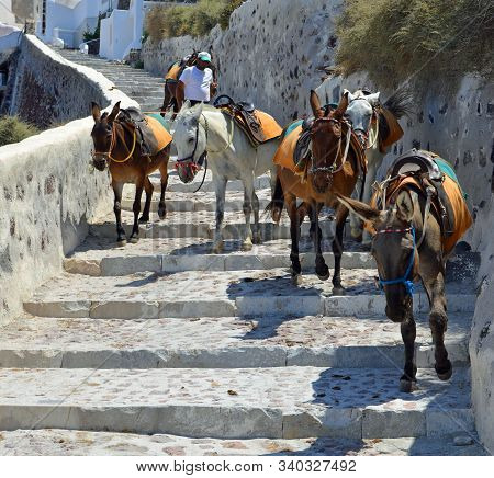 Oia, Santorini, Greece - June 26, 2012: Donkeys Used To Carry People Up And Down The Steep Path To A