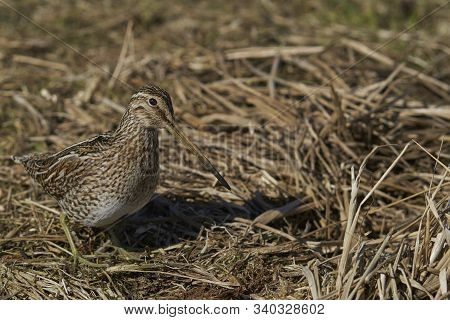 Magellanic Snipe (gallinago Paraguaiae Magellanica) Probing The Ground Looking For Food On Sea Lion 