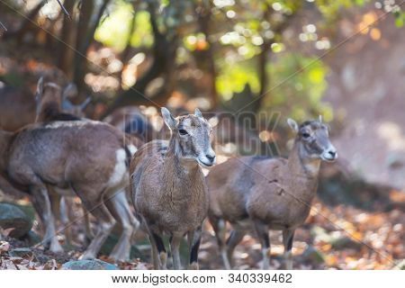 Wild moufflon in Cyprus forest