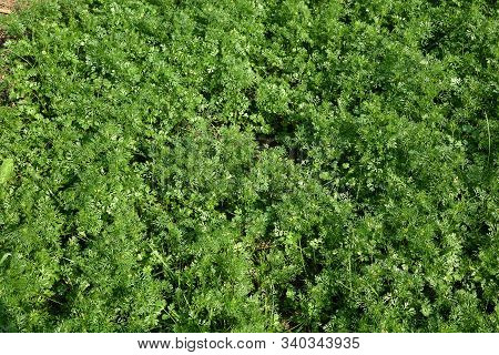 Fresh Green Coriander In Garden Or Farm Field