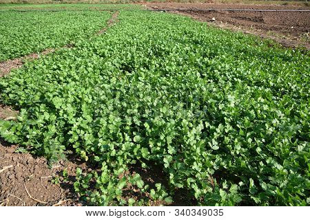 Fresh Green Coriander In Garden Or Farm Field