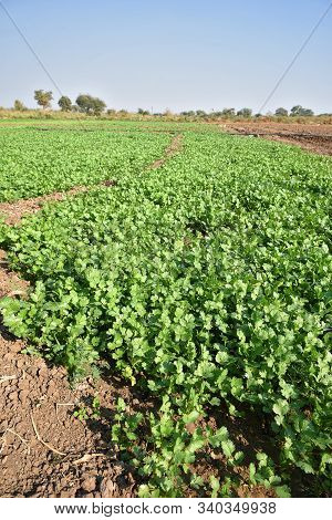 Fresh Green Coriander In Garden Or Farm Field