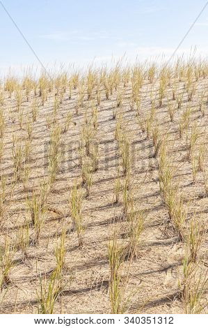 Rows Of Recently Planted Beachgrass To Limit Erosion On Dune At Nauset Beach On Cape Cod