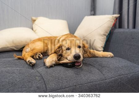 Dodgy Golden Puppy Laying On Sofa And Biting A Shoe