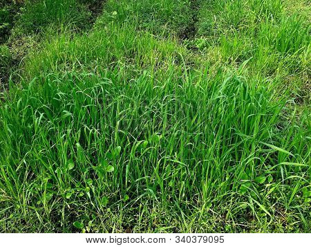 Green Grass Natural  Background Texture Grow In The Farm Of Asansol,west Bengal