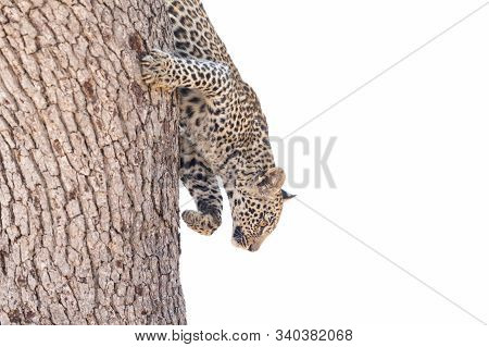 Young Leopard Descending A Tree, Kruiger Park