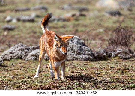 Hunting Very Rare Endemic Ethiopian Wolf, Canis Simensis, Sanetti Plateau In Bale Mountains, Africa 