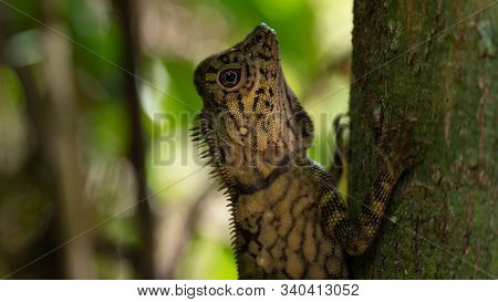 Angle Head Lizard Attaches To A Tree In Borneo, Malaysia. Close Up
