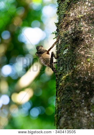 Angle Head Lizard Attaches To A Tree In Borneo, Malaysia.