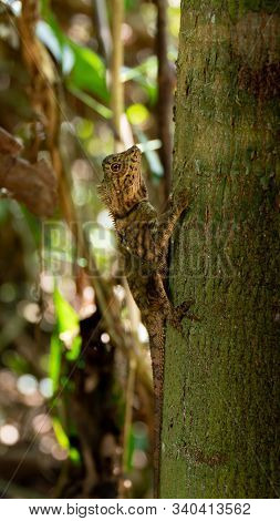 Angle Head Lizard Attaches To A Tree In Borneo, Malaysia. Medium Shot.