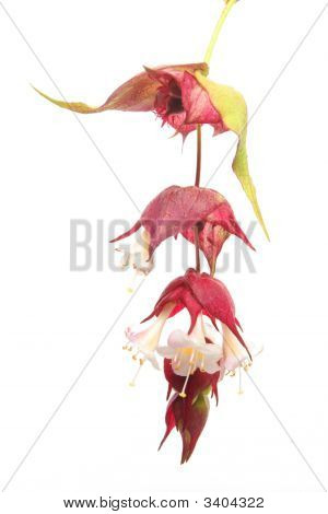Abutilon
