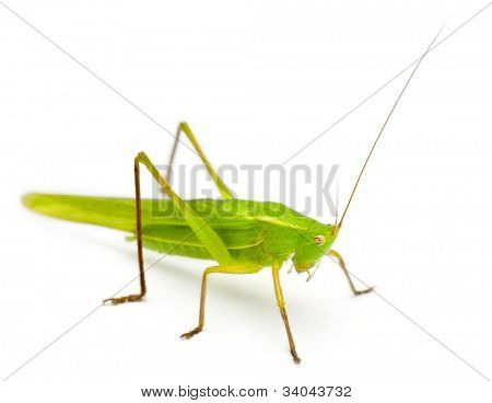 Store Conehead, Ruspolia nitidula, hvid baggrund