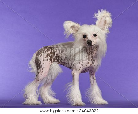 Kinesiske Crested hund, 9 måneder gamle, stående lilla baggrund