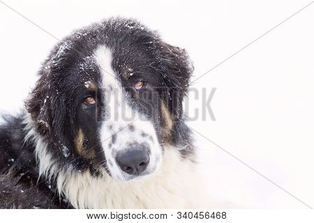 Bulgarian Shepherd Or Karakachan Dog Portrait On White Background. Snow Winter