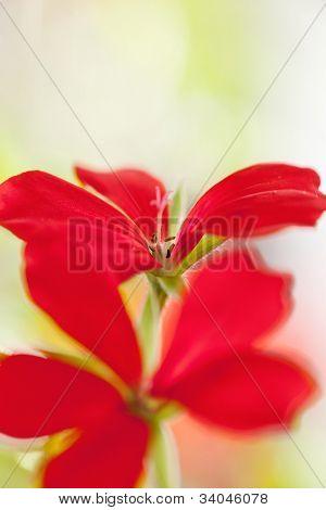 Geranium blomst lukke