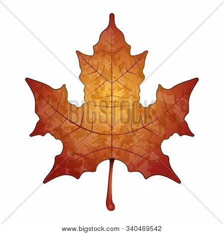 Isolated Maple Leaf Image. Autumn Leaf - Vector