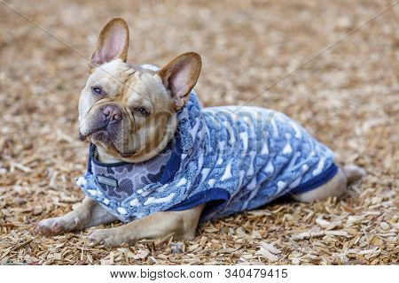 Frenchie Keeps Warm And Chilling. Off-leash Dog Park In Northern California.