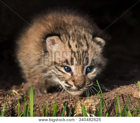 Little Far Eastern Leopard Kitten With Blue Eyes
