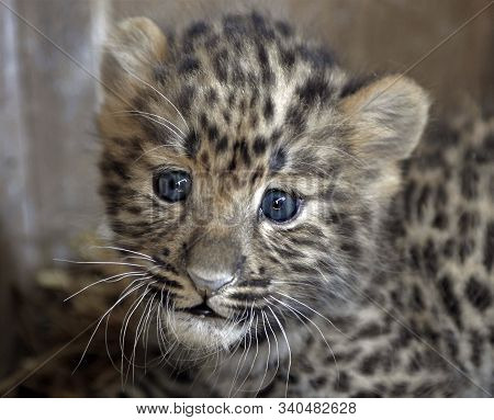 Muzzle Of A Small Far Eastern Leopard