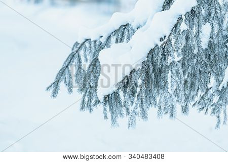 Christmas Tree With Snow Outdoor, Frozen Branch Of Spruce With Snow, Colden Winter Day.