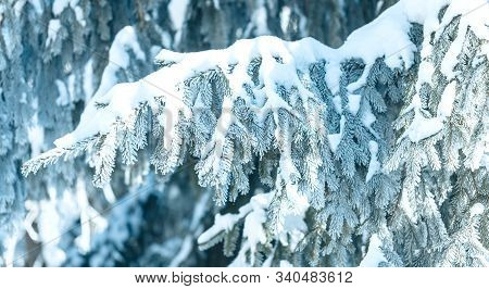 Christmas Tree With Snow Outdoor, Frozen Branch Of Spruce With Snow, Colden Winter Day.