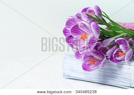 Close Up Of Beautiful Spring Crocuses Flower On Wooden Background With Copy Space. Holiday Spring Fl