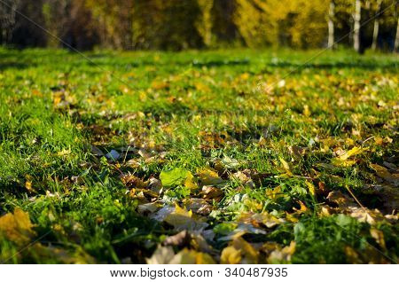 Green Grass Strewn With Yellow Fallen Leaves