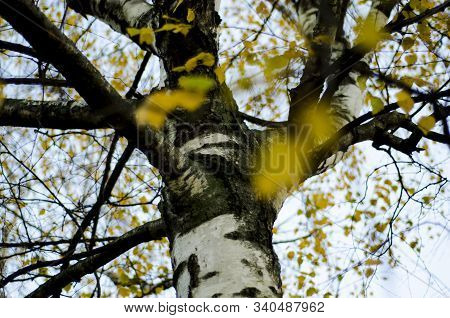 Birch Branches And Leaves Against The Sky