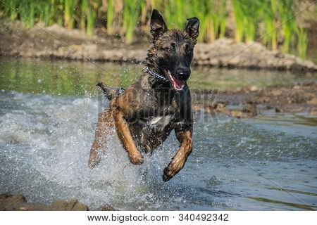 Chien De Berger Belge Malinois In Photo Workshop. Dog In Amazing Autumn Photo Workshop In Prague.