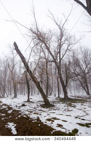 Winter Scenes, Nature Cold. Beautiful Winter Landscape With Snow Covered Trees On A Snowing Day. The