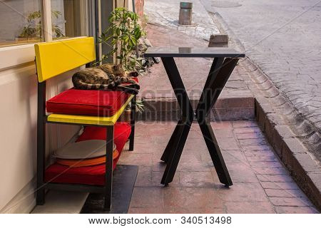 One Of The Many Street Cats In The Cihangir District Of Beyoglu, Istanbul, Turkey