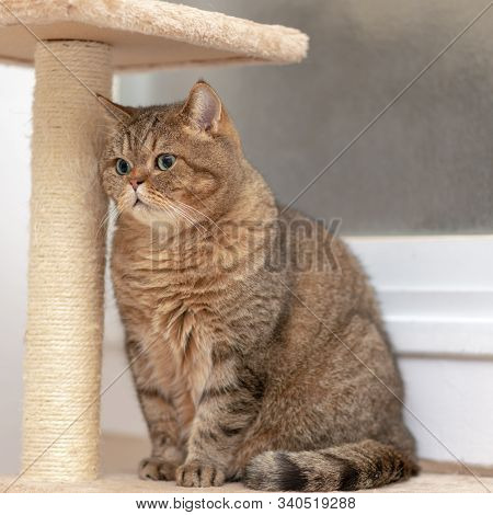 Young Cat Scottish Straight. Cute Cat With Green Eyes On Claw Sharpener.