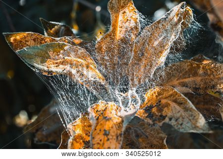 A Group Of Moth Caterpillars On Leaf