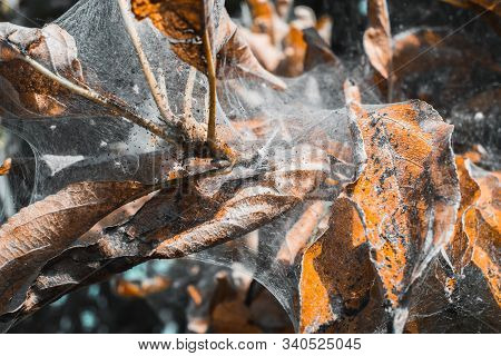 A Group Of Moth Caterpillars On Leaf