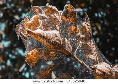 A Group Of Moth Caterpillars On Leaf