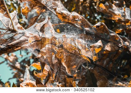 A Group Of Moth Caterpillars On Leaf