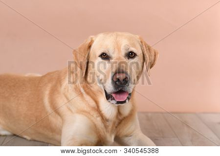 Labrador Dog Laying On Timber Floor Set Against A Peach Background