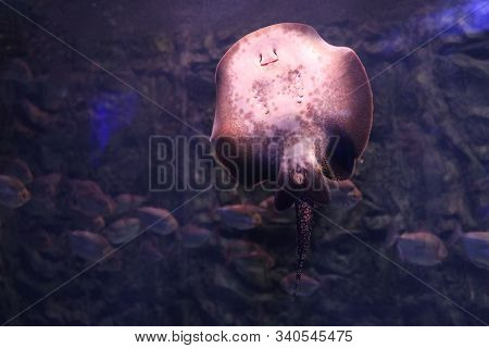 Tropical Ray Fish Swimming In Clear Aquarium