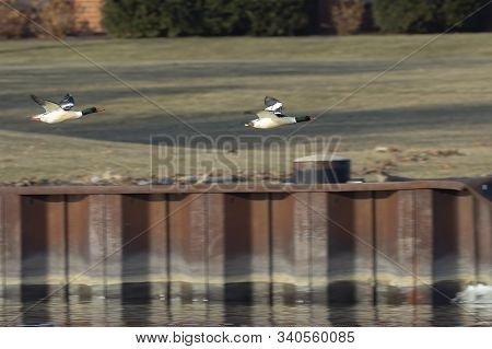 The Common Merganser (mergus Merganser) In Fliyng During Migration From The North.
