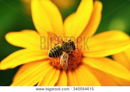 Bee.  Close-up Top View Of A Large Striped Bee That Sits On A Yellow Flower. Macro Horizontal Photog