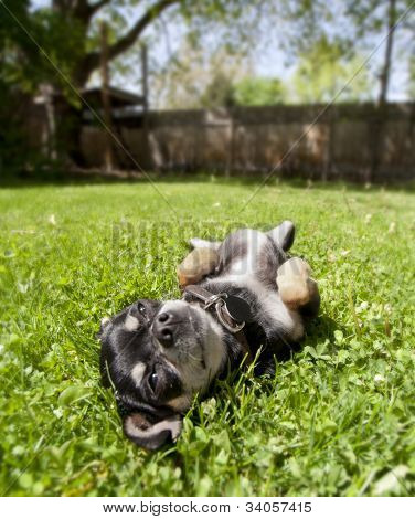 en lille chihuahua liggende i græsset