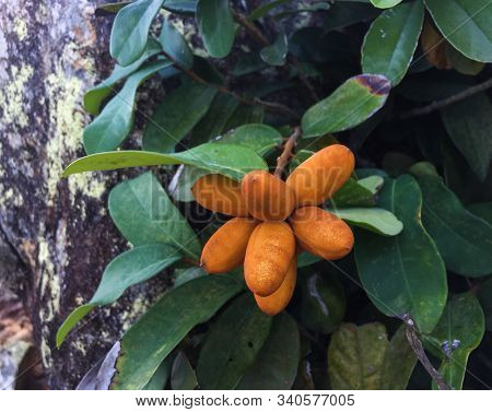 Annonaceae Fruits On The Plants At Forest In Quy Nhon, Vietnam.