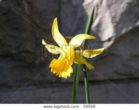 Narsissi